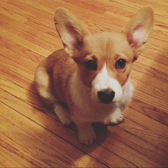 Meet your Posher, Adam - Picture 1 of 1